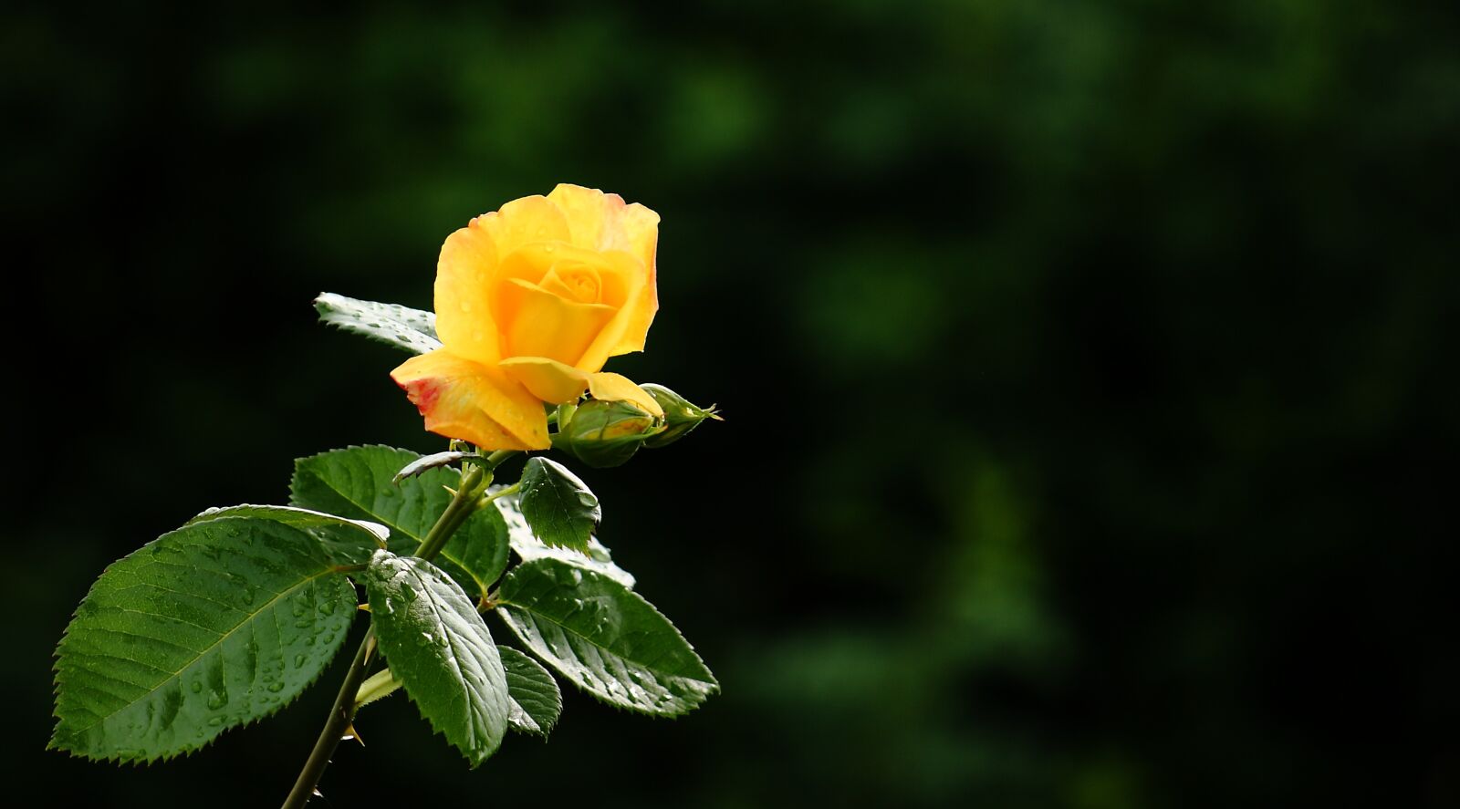 Canon EOS 400D (EOS Digital Rebel XTi / EOS Kiss Digital X) sample photo. Rose, yellow, natural photography