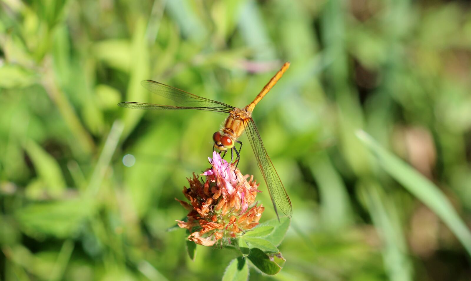 Canon EOS 600D (Rebel EOS T3i / EOS Kiss X5) + Canon EF 100mm F2.8 Macro USM sample photo. Dragonfly, fly, wings photography