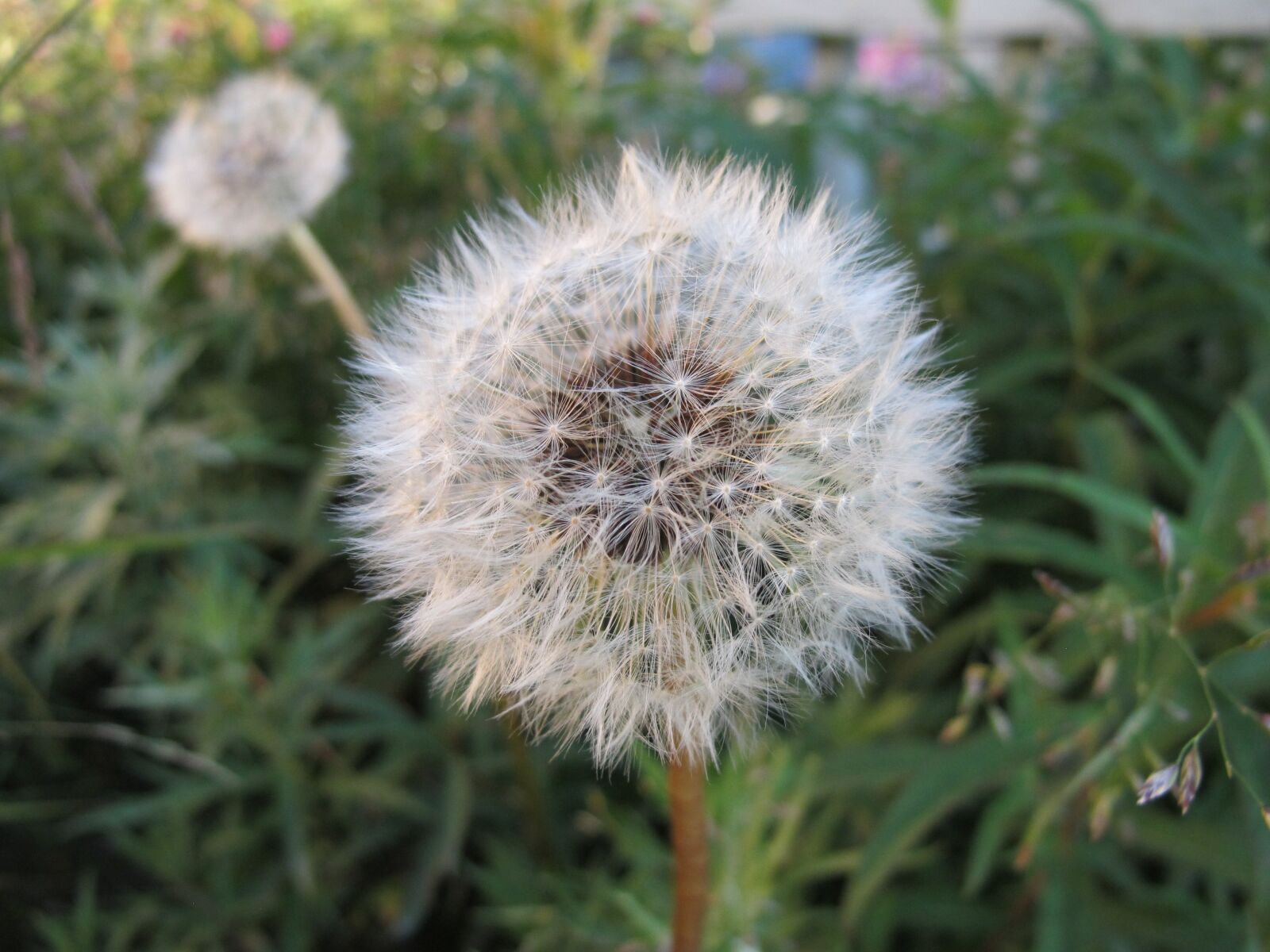 Canon PowerShot G11 sample photo. Dandelion, flower, blowball photography