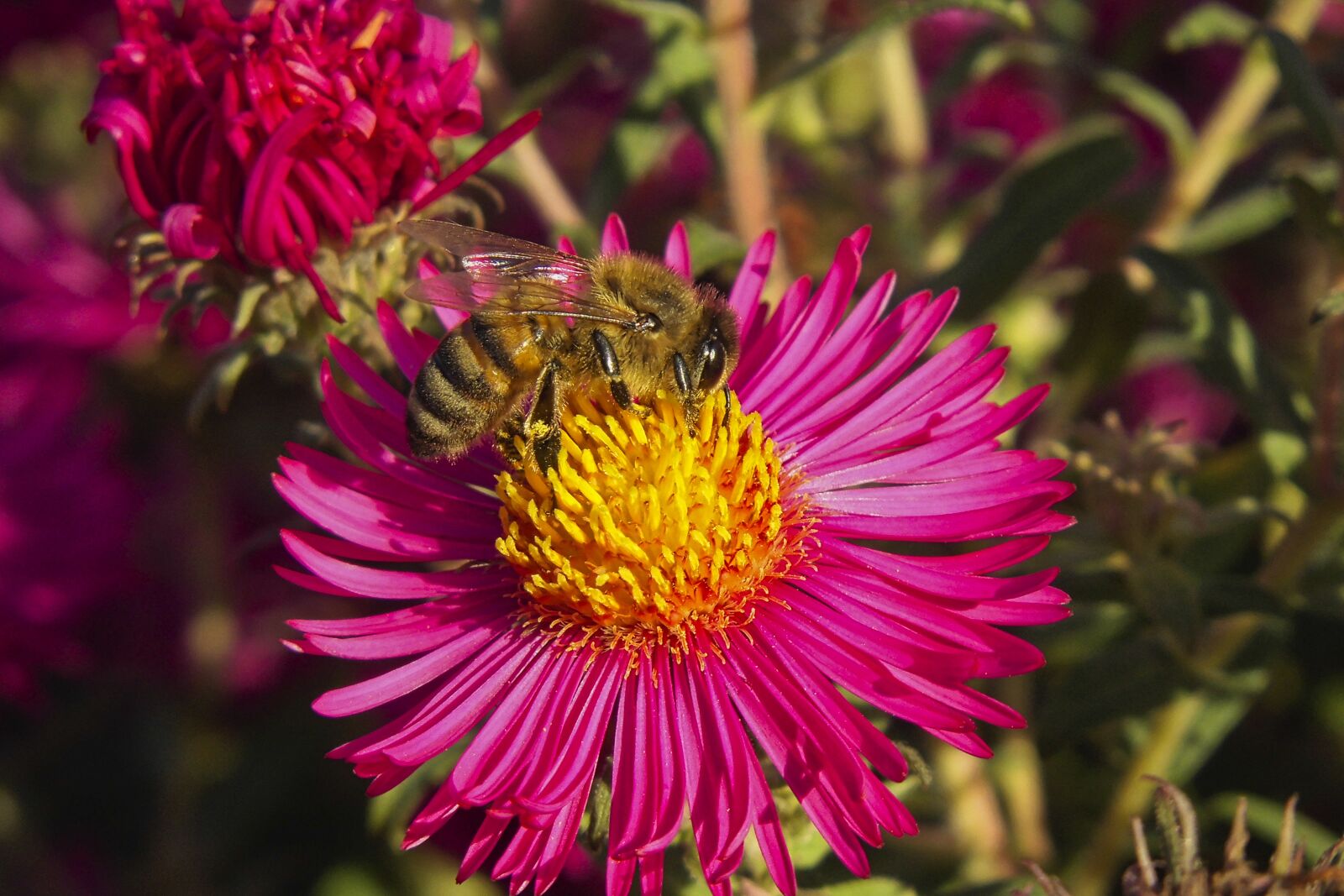 MEDION MD86824 sample photo. Bee, insect, honey bee photography