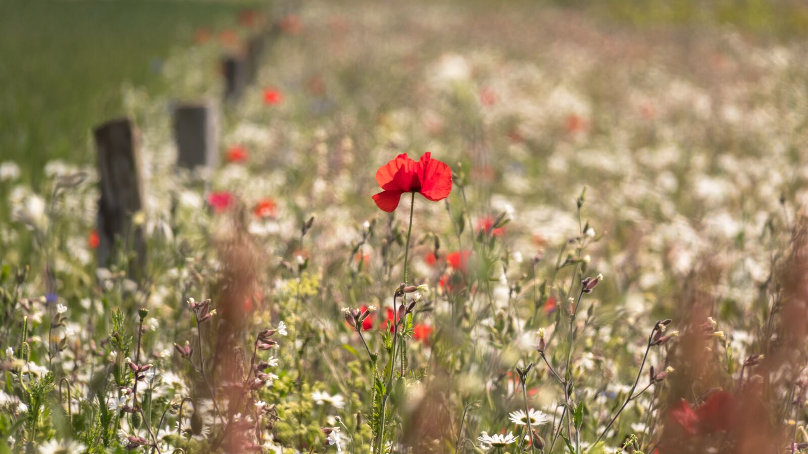 Canon PowerShot G3 X sample photo. Flower meadow, meadow, poppy photography