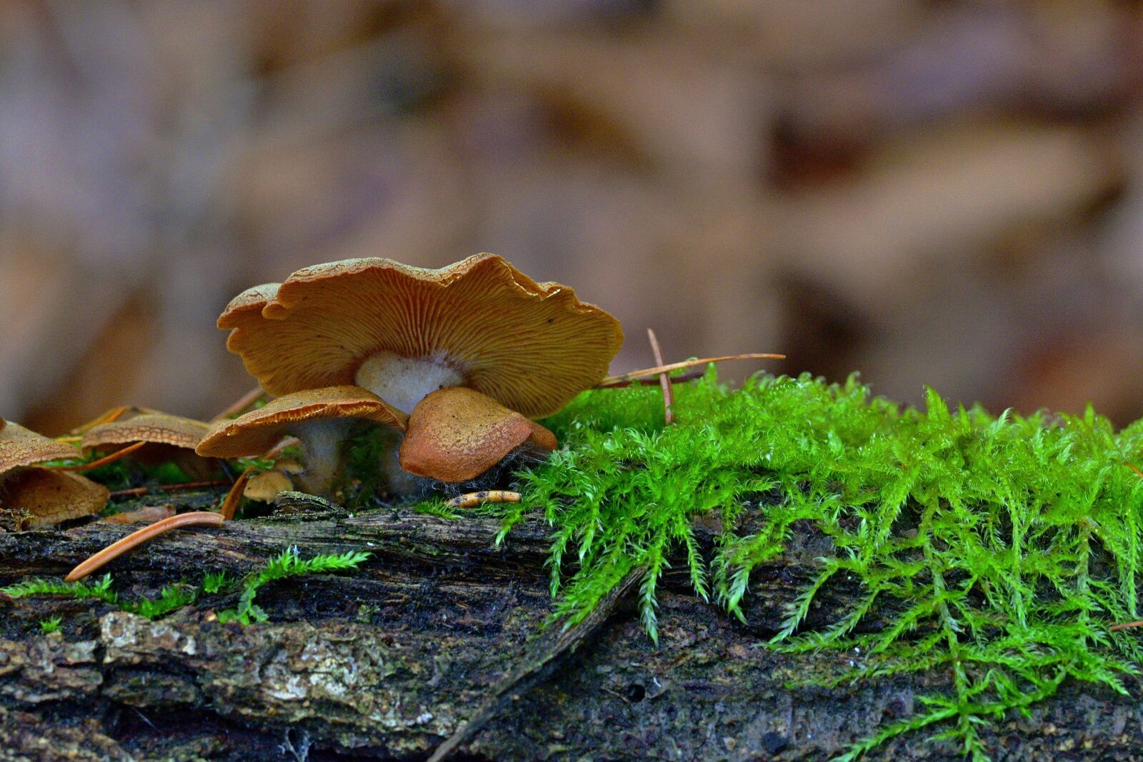 Nikon D5200 sample photo. Nature, forest, mushrooms photography