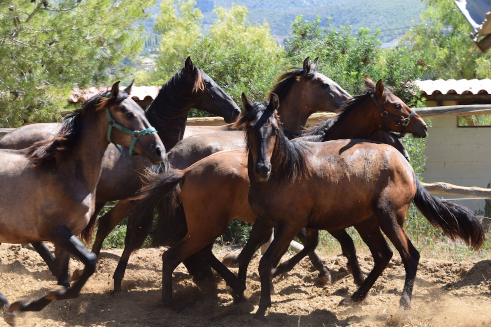 Nikon D3300 sample photo. Stallions, running, wild photography