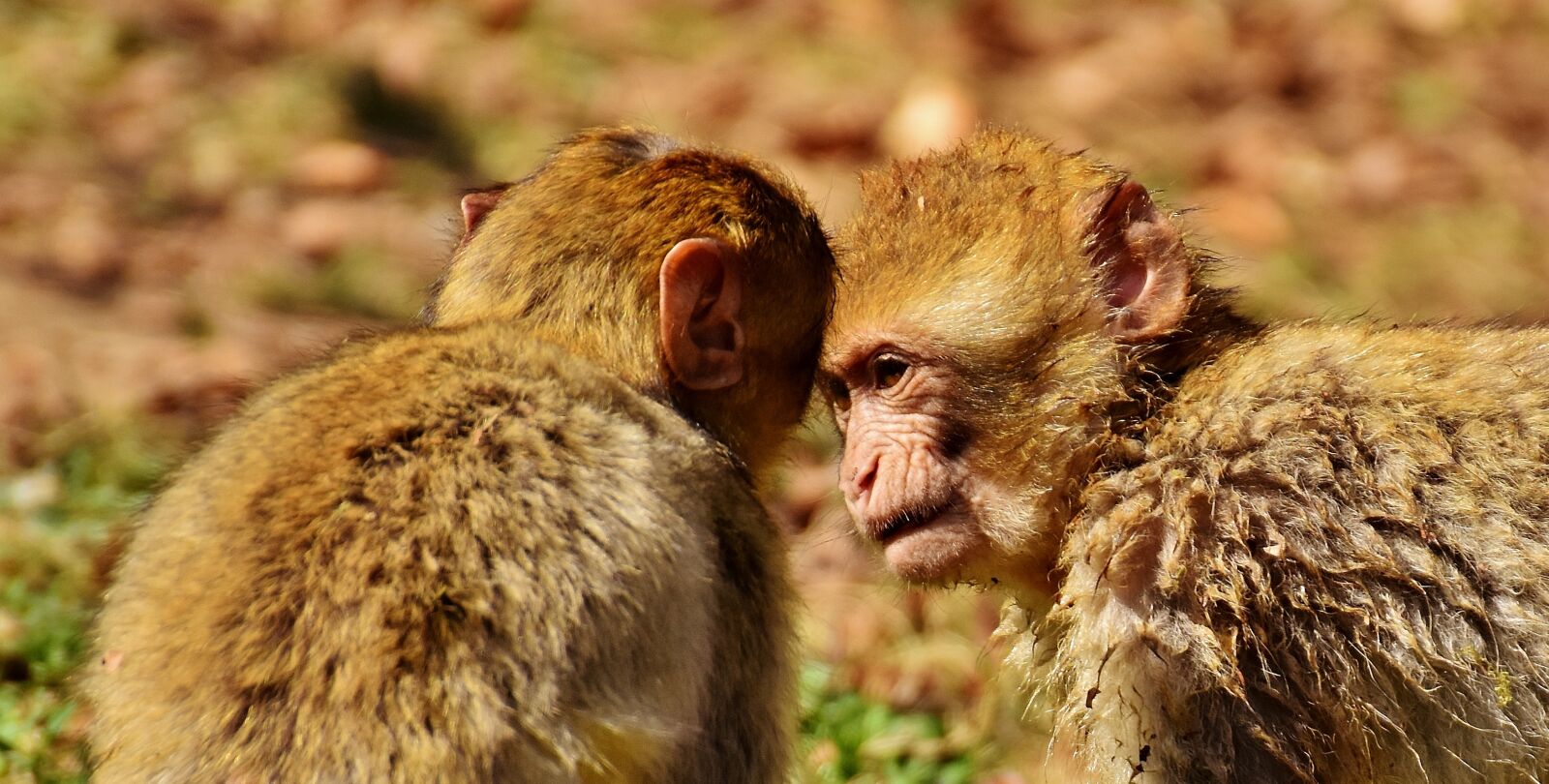 Nikon D7200 sample photo. Berber monkeys, play, cute photography