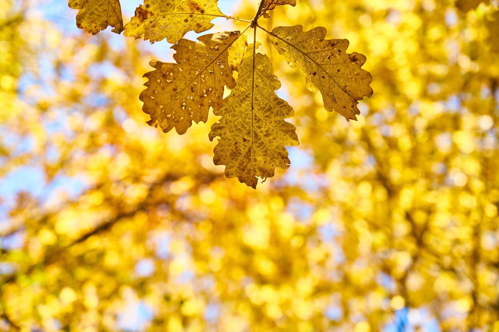Sony a7R II sample photo. Autumn, season, landscape photography