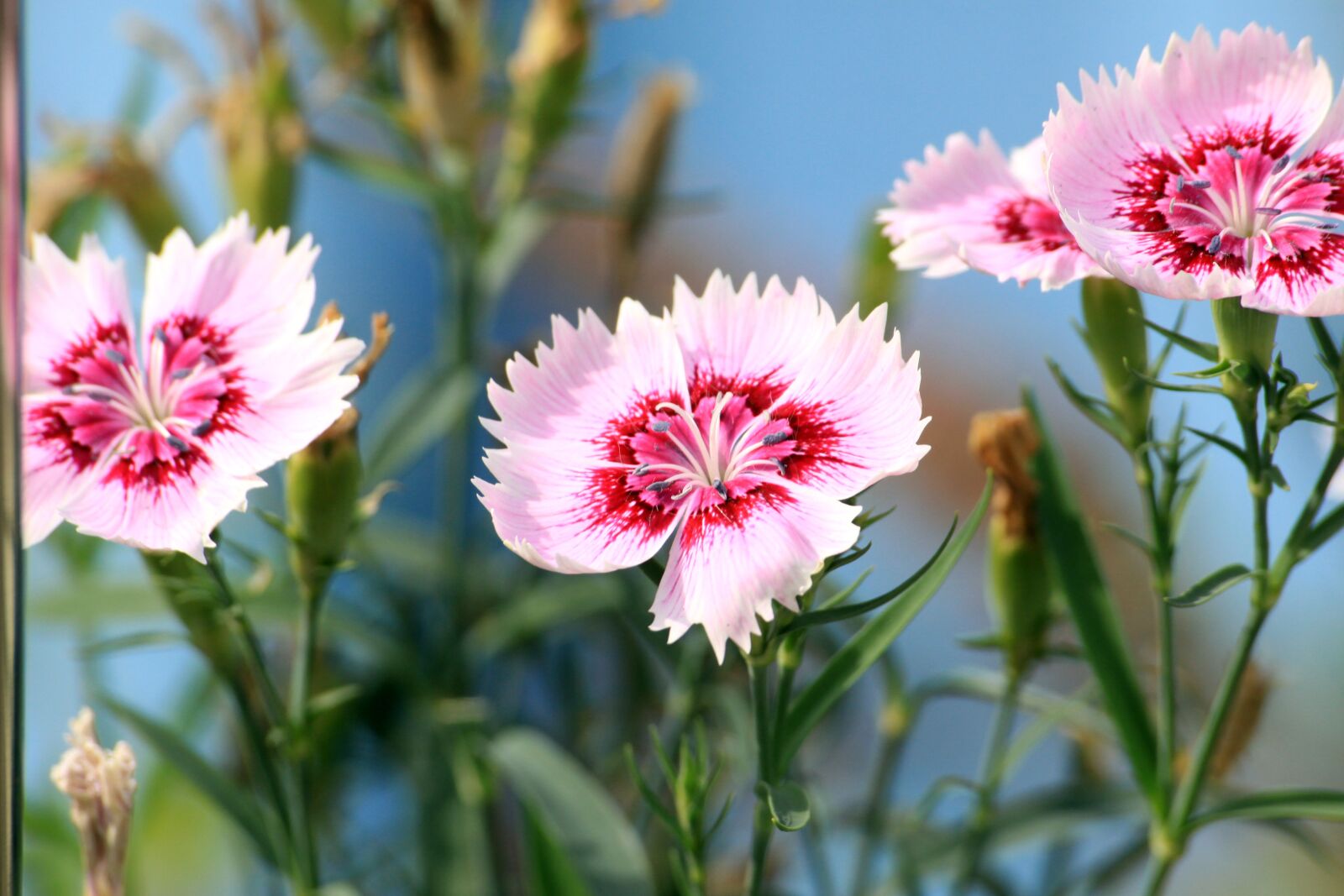 Canon EOS 50D sample photo. Flowers, stone next, gil photography