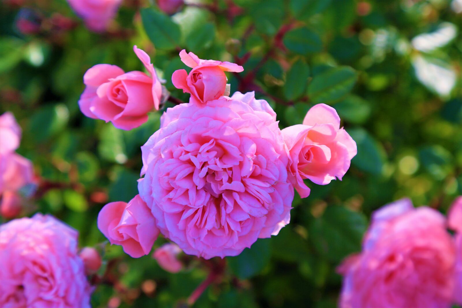Canon EOS 5D Mark III sample photo. Rose, spring, beautiful photography