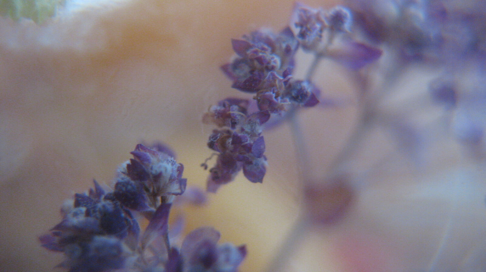 Canon PowerShot SD790 IS (Digital IXUS 90 IS / IXY Digital 95 IS) sample photo. Macro, flowers, violet photography