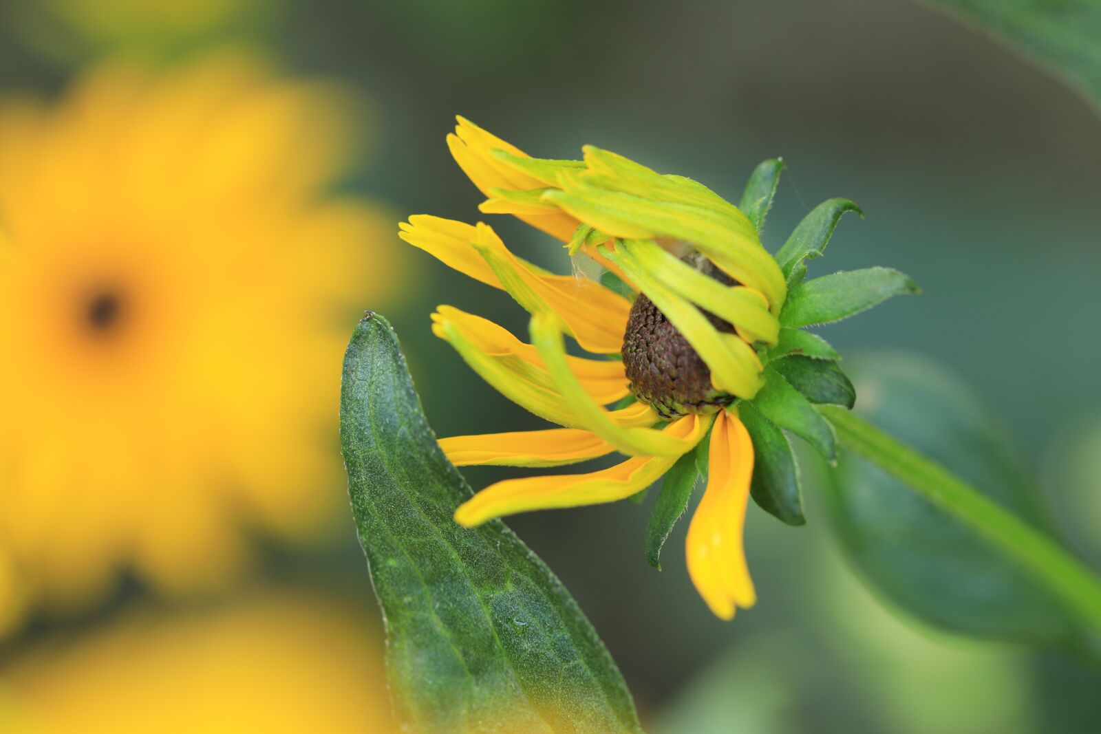 Canon EF 100mm F2.8L Macro IS USM sample photo. Flower, button, sun hat photography
