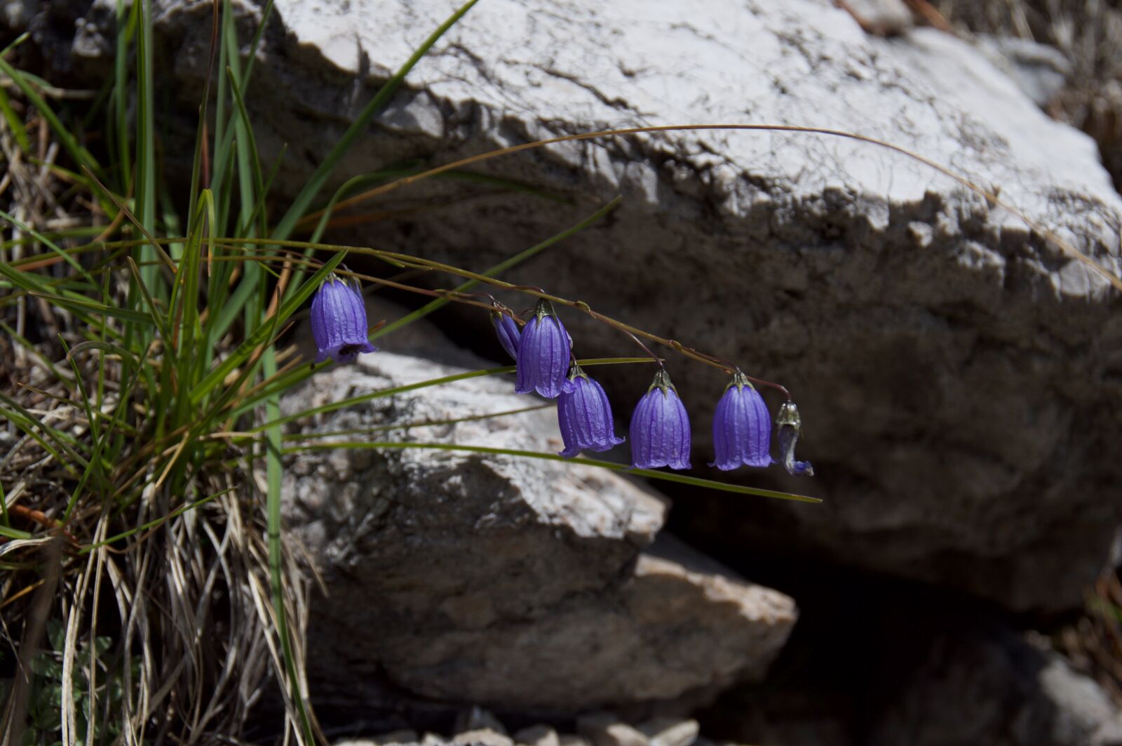 Nikon D5000 sample photo. Bellflower, flower, violet photography