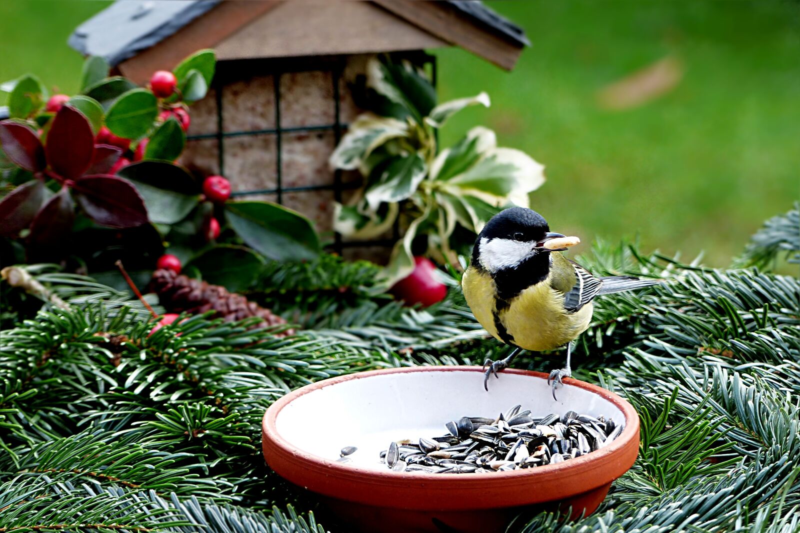 Panasonic Lumix DMC-FZ200 sample photo. Animal, bird, tit photography