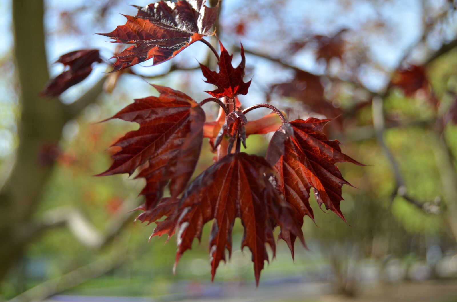 Nikon D5100 sample photo. Spring, may, maple photography