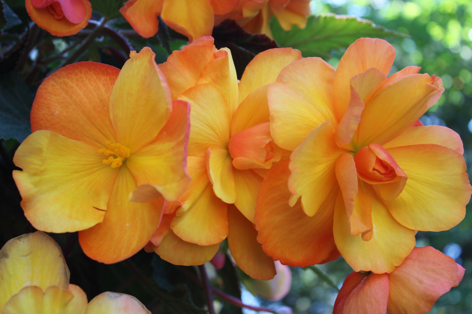 Canon EOS 600D (Rebel EOS T3i / EOS Kiss X5) sample photo. Begonia, flowers, bloom photography