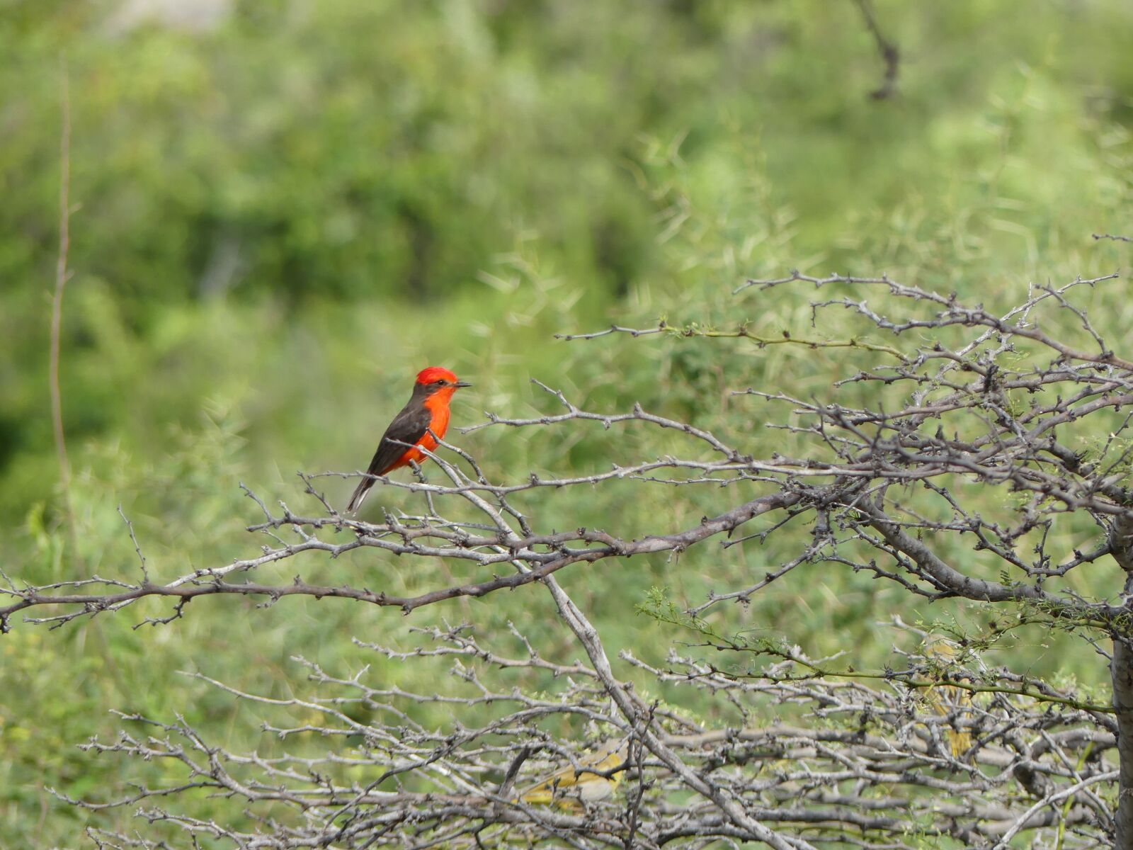 Panasonic Lumix DMC-FZ300 sample photo. Red bird, desert tacacoa photography