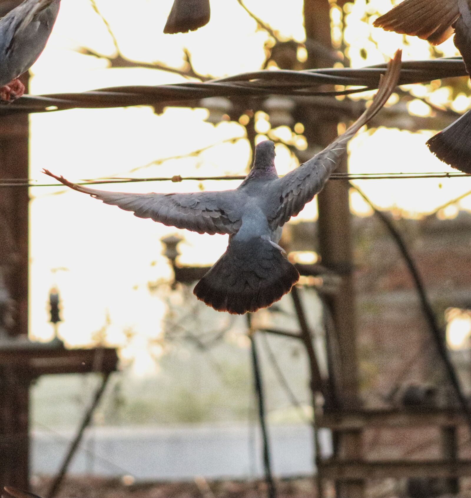 Canon EOS 250D (EOS Rebel SL3 / EOS Kiss X10 / EOS 200D II) sample photo. Pigeon, bird, nature photography