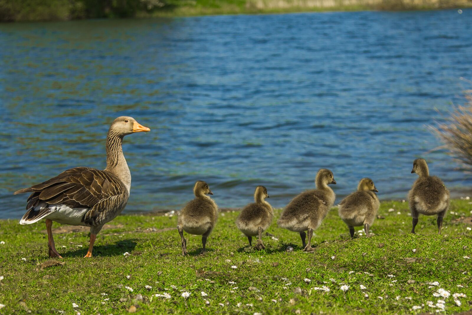Canon EOS 60D sample photo. Geese, river, family photography