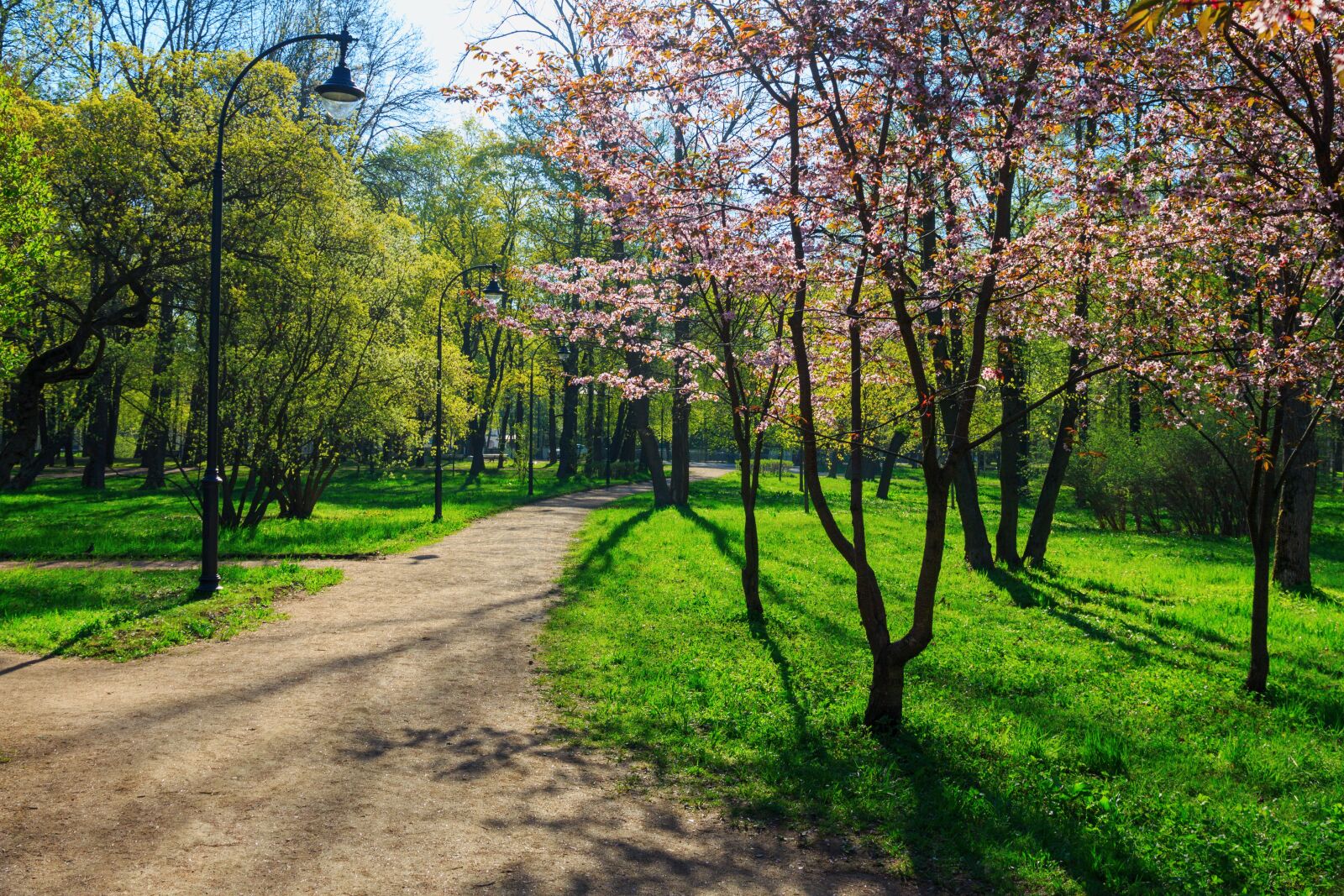 Canon EOS 650D (EOS Rebel T4i / EOS Kiss X6i) sample photo. Cherry, bloom, cherry blossoms photography