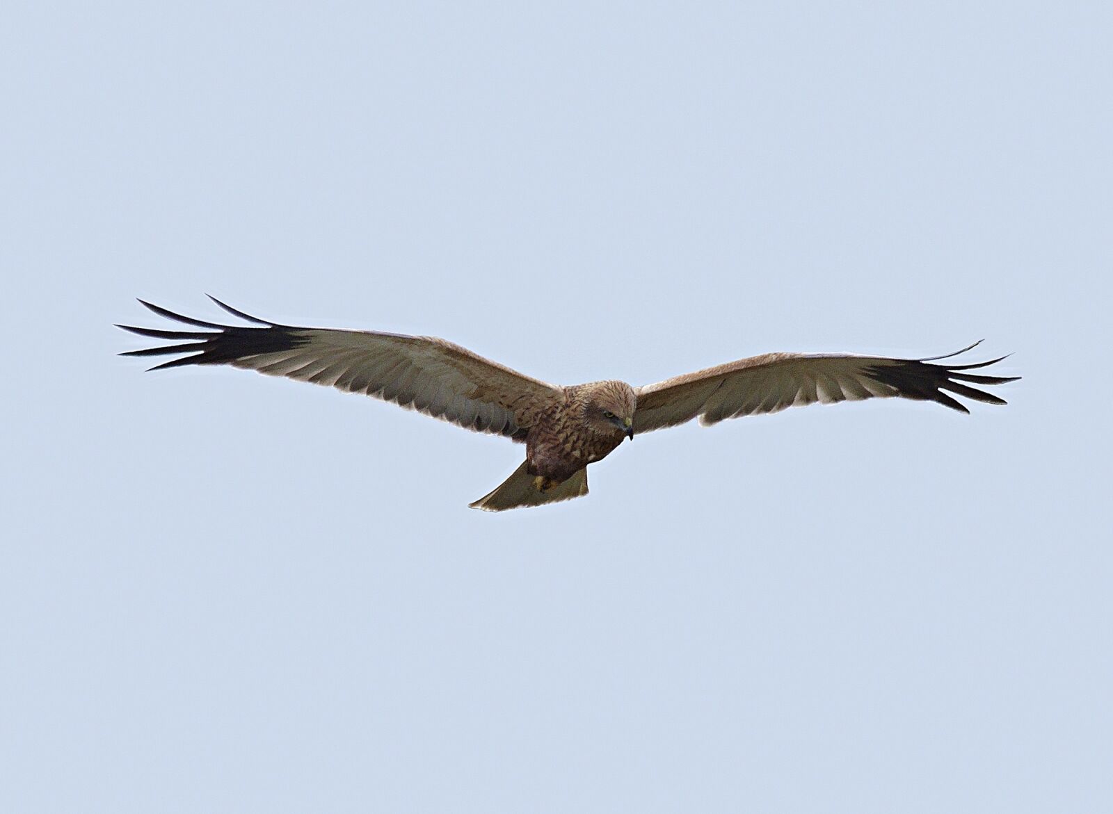 Pentax K-5 sample photo. Fauna, birds, falco photography