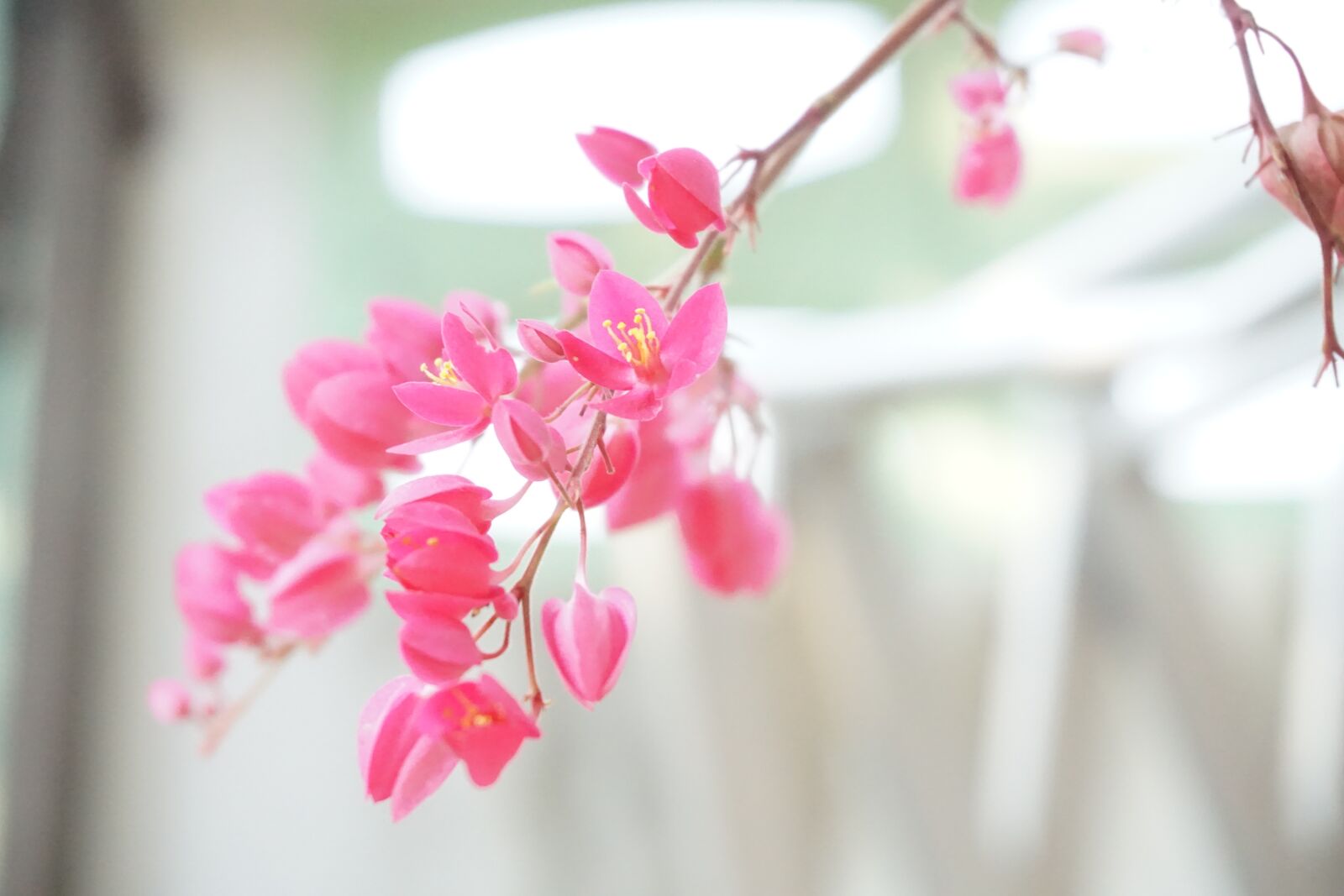 Sony a6000 sample photo. Pink, flower, nature photography