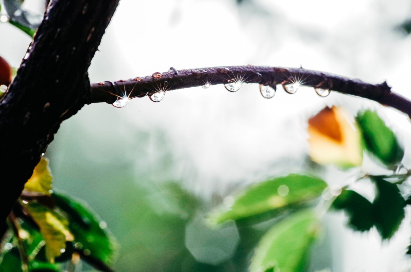 Pentax K-30 sample photo. Drip, gloss, tree photography