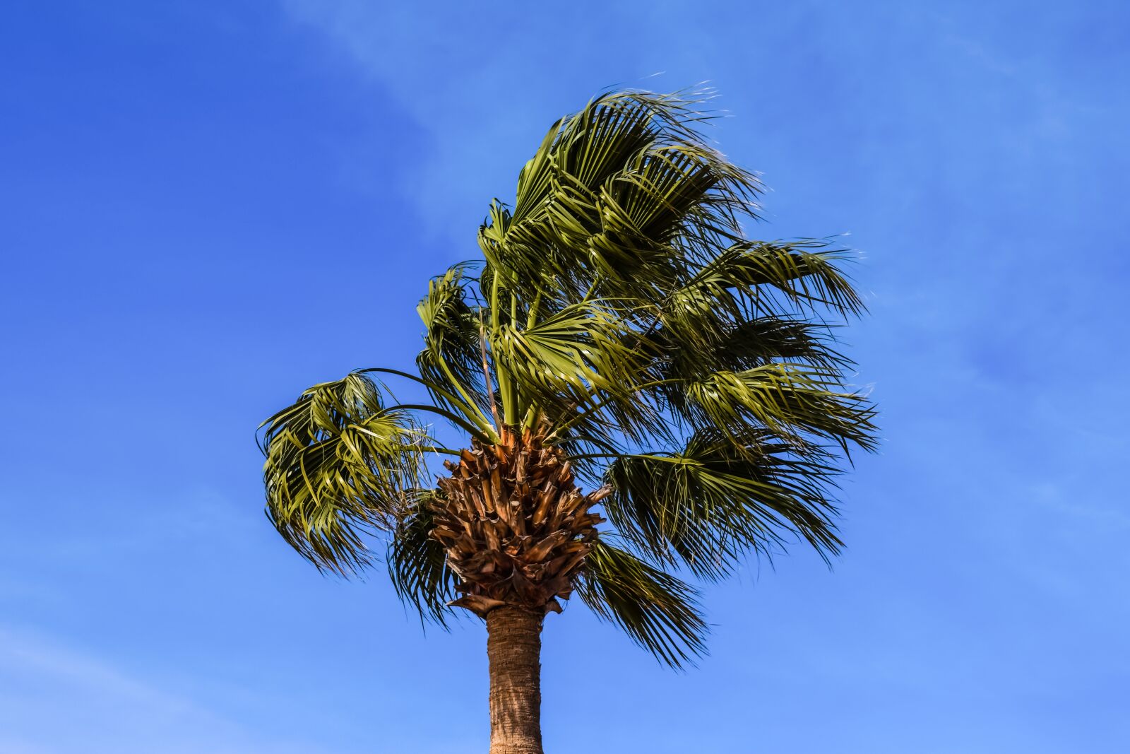 Nikon D3300 sample photo. Palm tree, tree, tropical photography