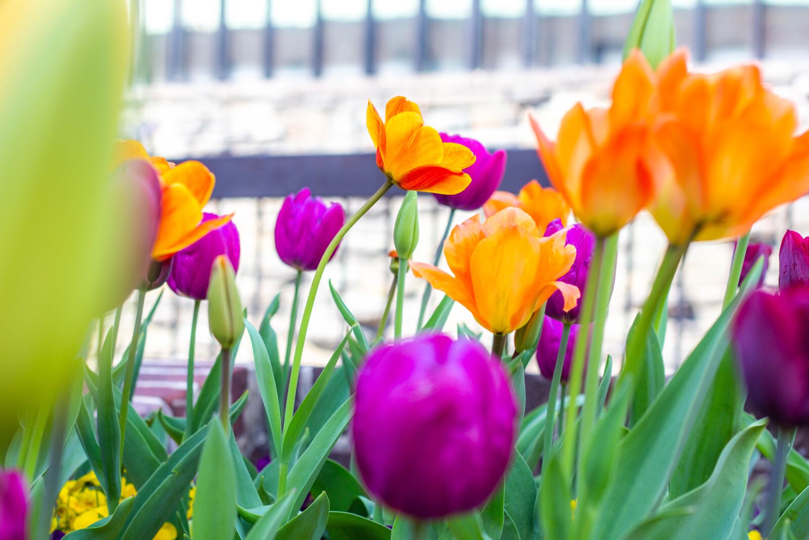 Canon EOS 60D + Canon EF 50mm F1.8 II sample photo. Tulip, nature, flower photography