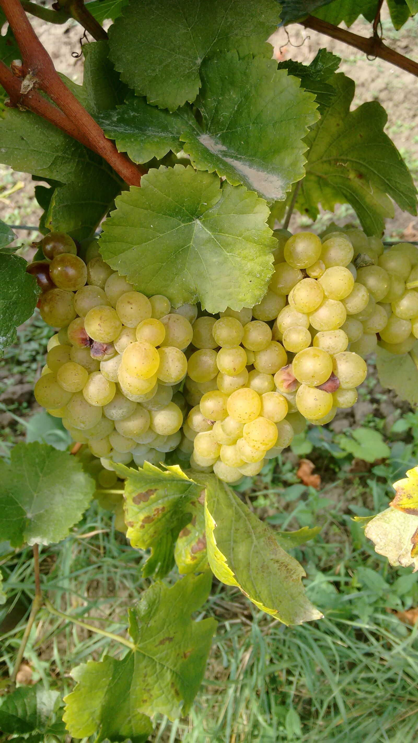 Motorola Moto G (2nd Gen) sample photo. Vintage, grapes, harvest photography