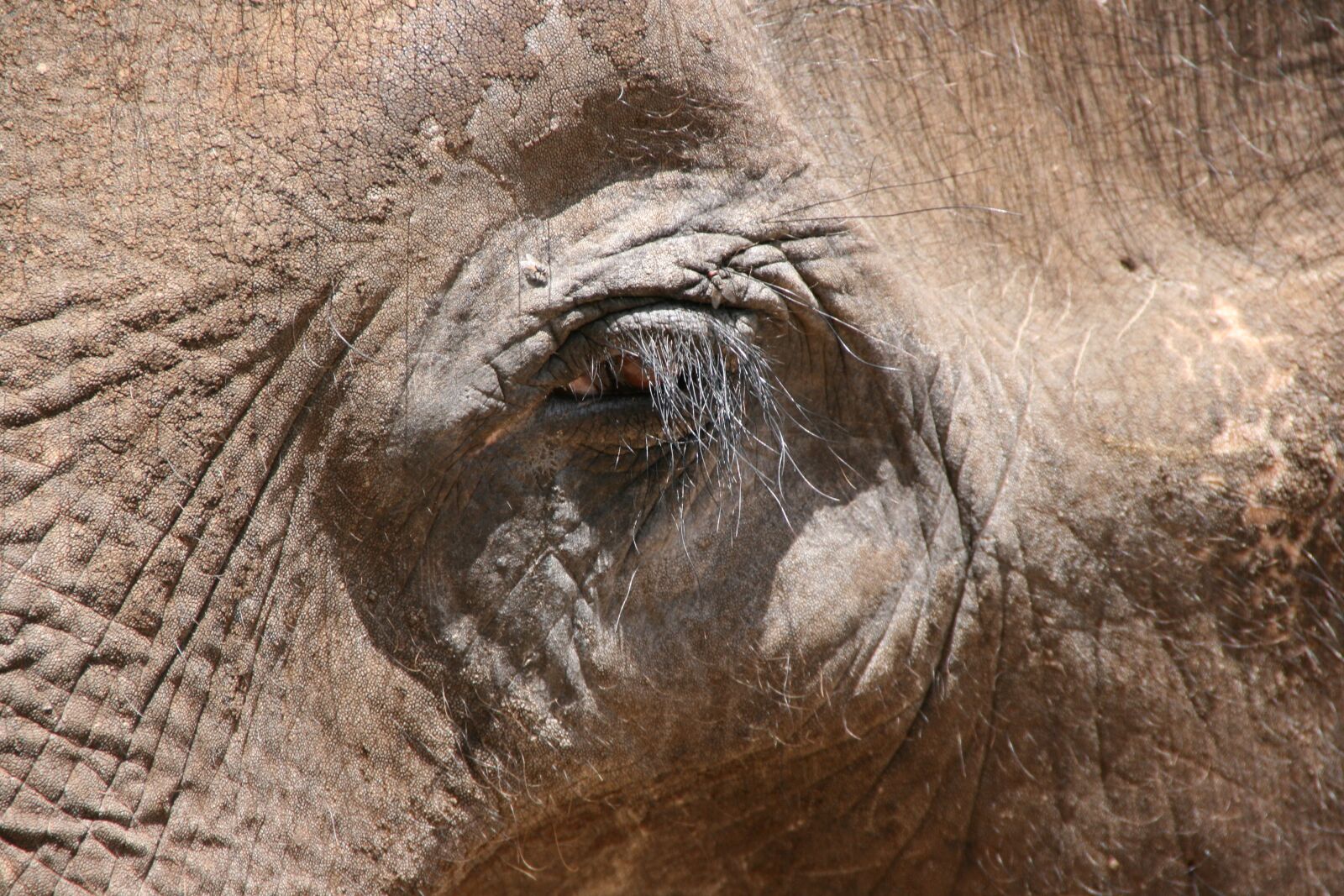 Canon EOS 400D (EOS Digital Rebel XTi / EOS Kiss Digital X) sample photo. Elephant, eye, animal photography