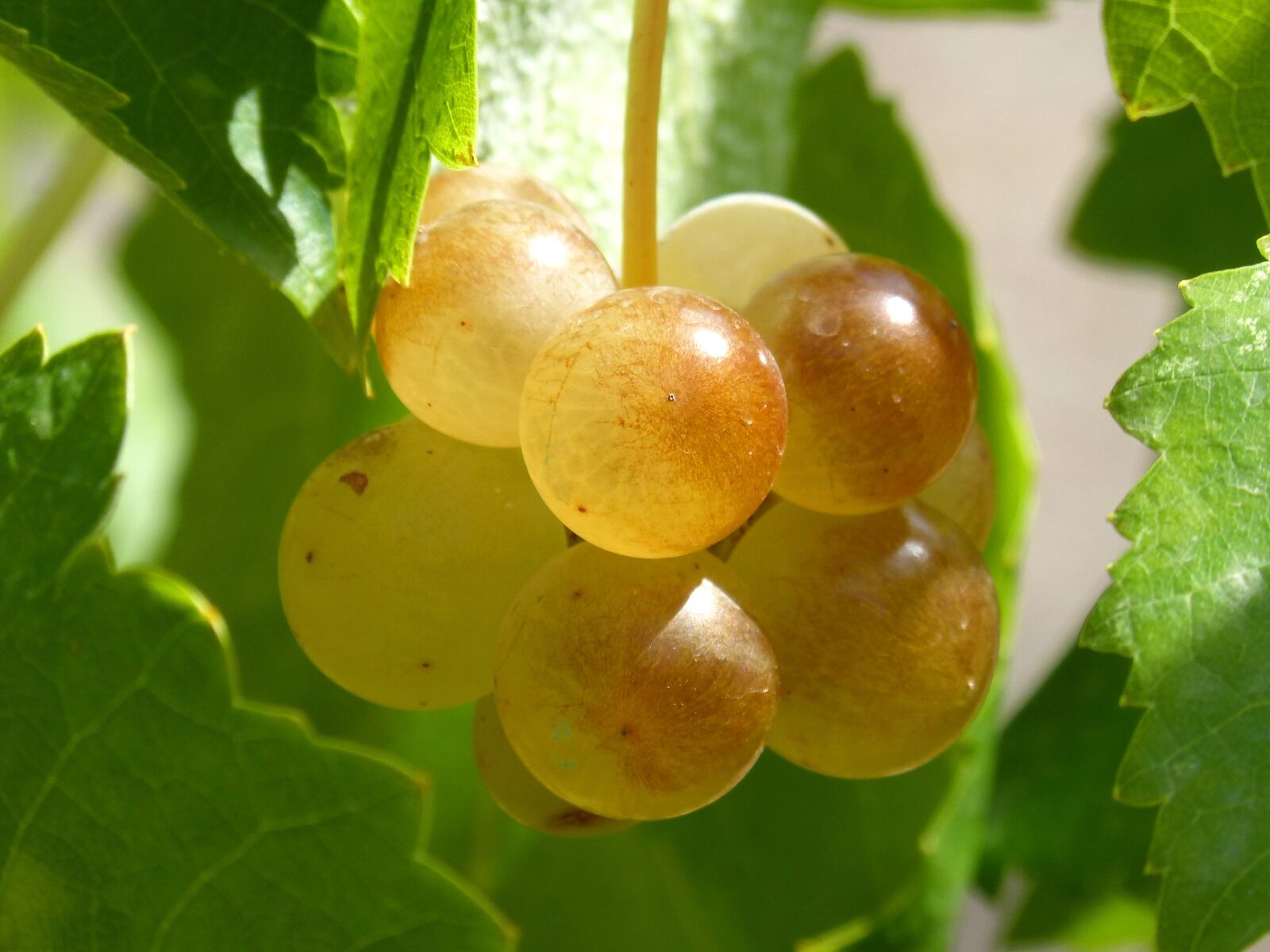Panasonic DMC-FZ62 sample photo. Ripe grapes, vintage, vine photography