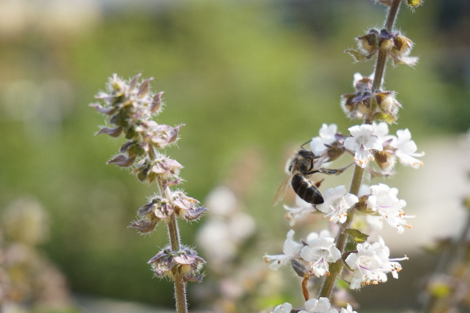 Sony E 16-50mm F3.5-5.6 PZ OSS sample photo. Bee, blossom, bloom photography