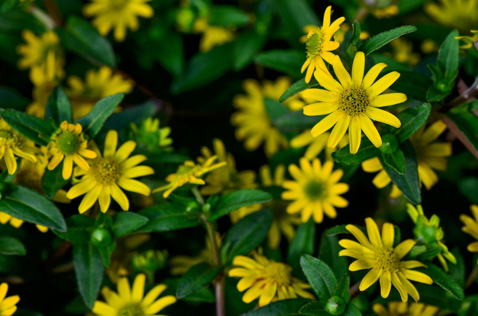 Nikon D5100 sample photo. Flower, yellow, nature photography