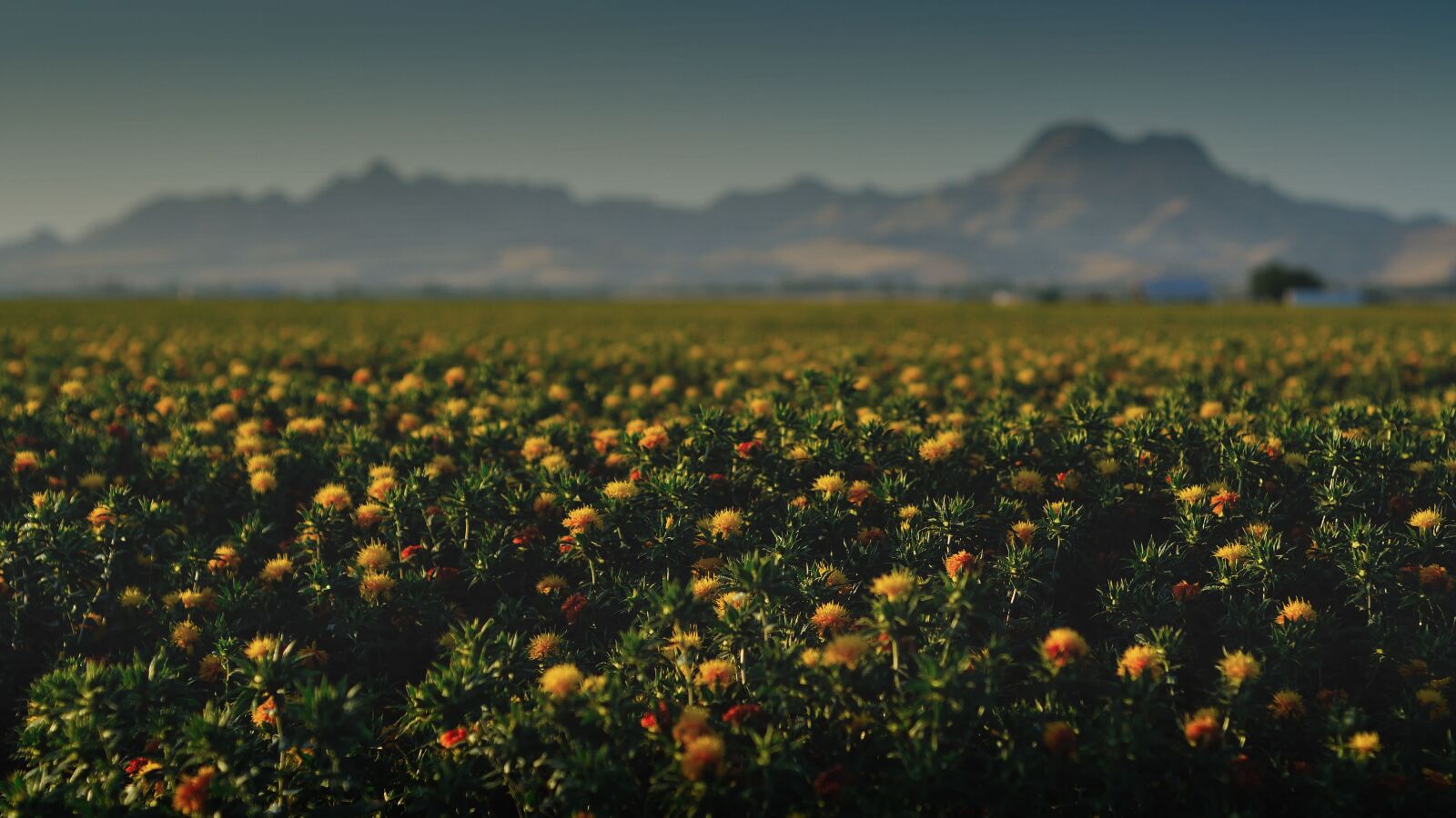 Nikon D90 sample photo. Agriculture, bloom, blossom photography