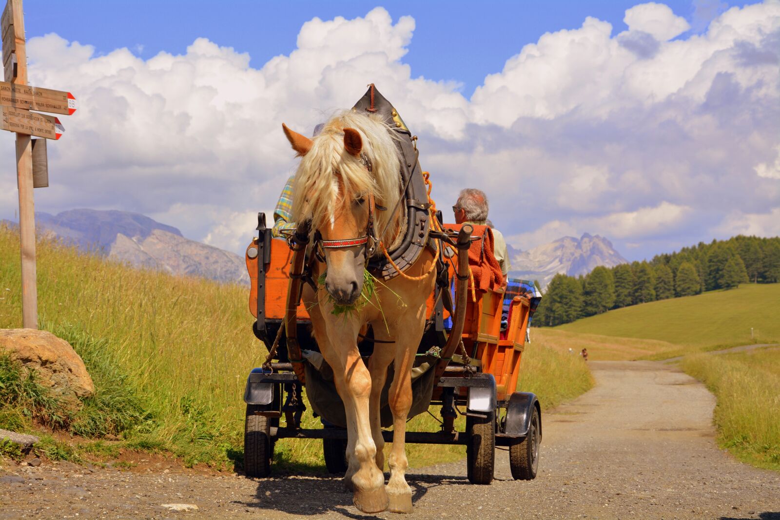 Nikon D7100 sample photo. Horse, calash, dolomites photography