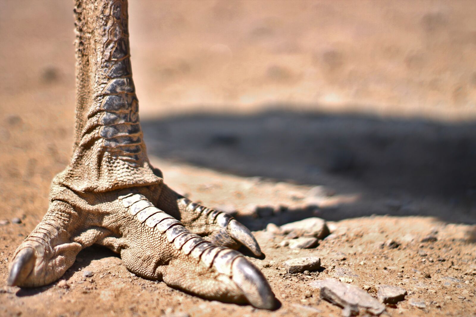 Canon EOS 1100D (EOS Rebel T3 / EOS Kiss X50) sample photo. Talon, foot, emu photography