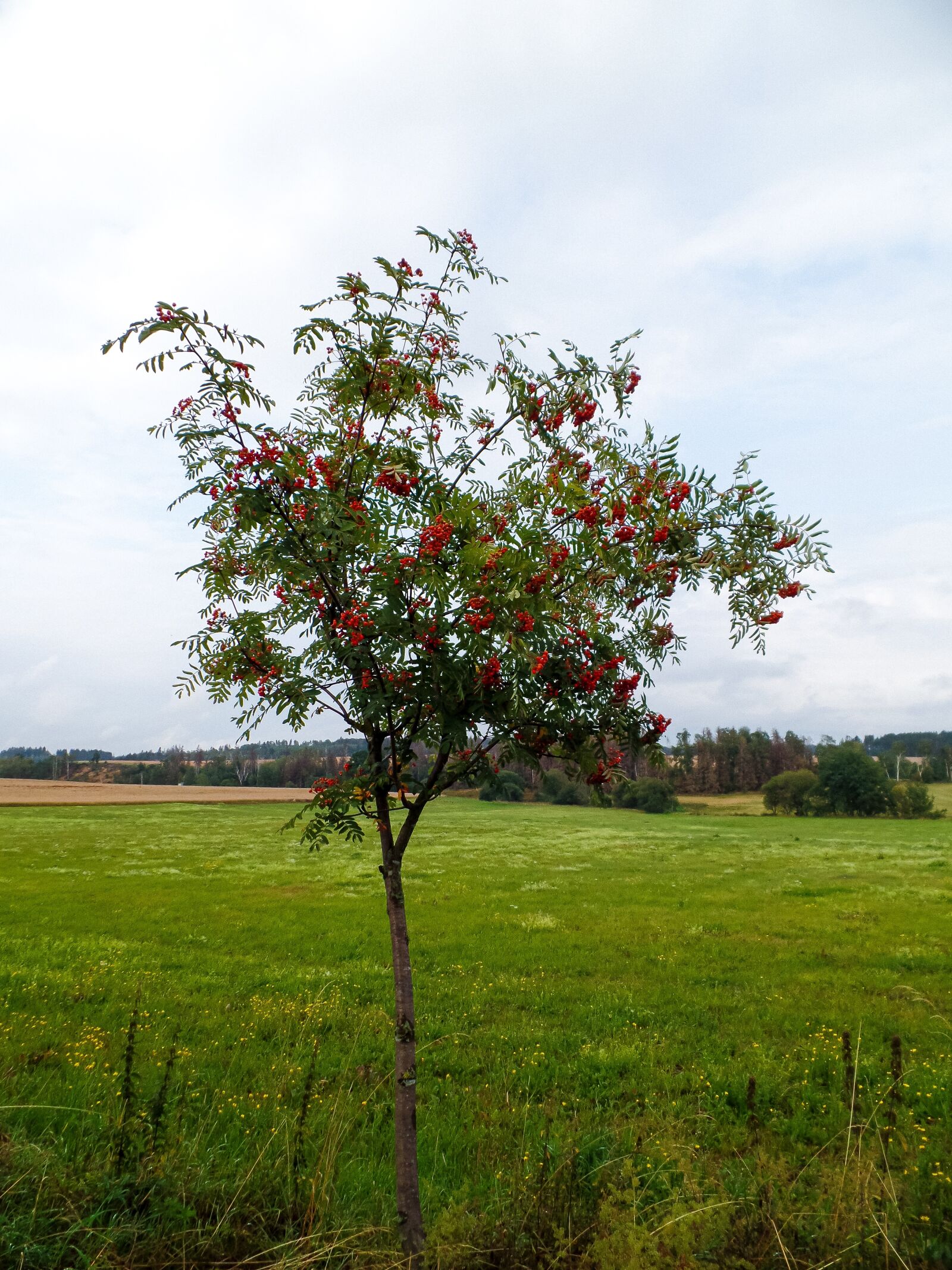 Samsung WB350F/WB351F/WB352F sample photo. Meadow, nature, tree photography