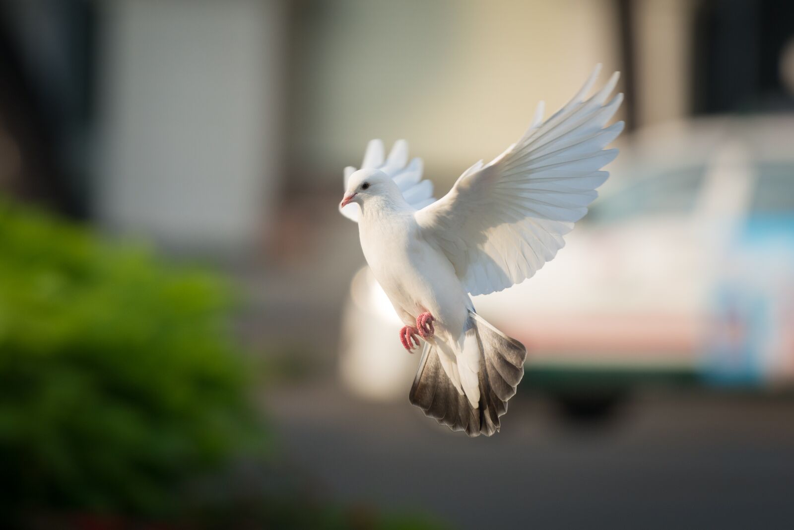 Nikon D7100 sample photo. Dove, fly, bird photography
