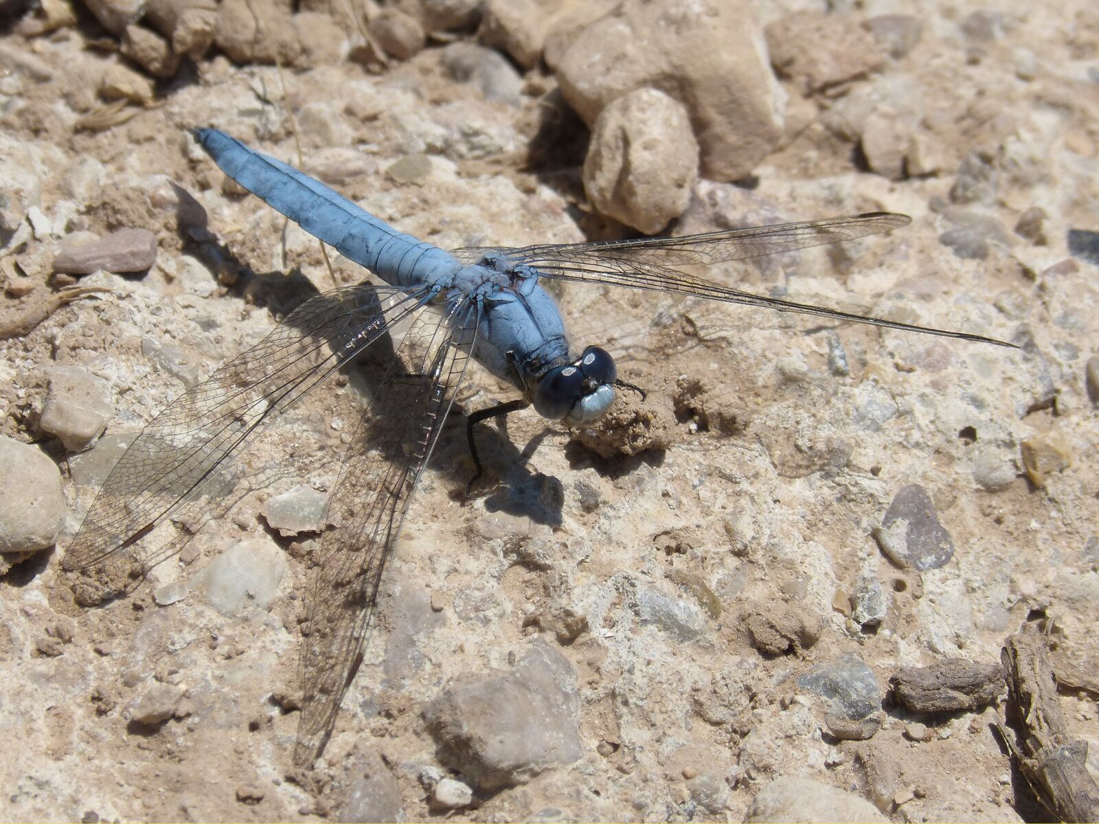Panasonic DMC-FZ62 sample photo. Blue dragonfly, orthetrum brunneum photography