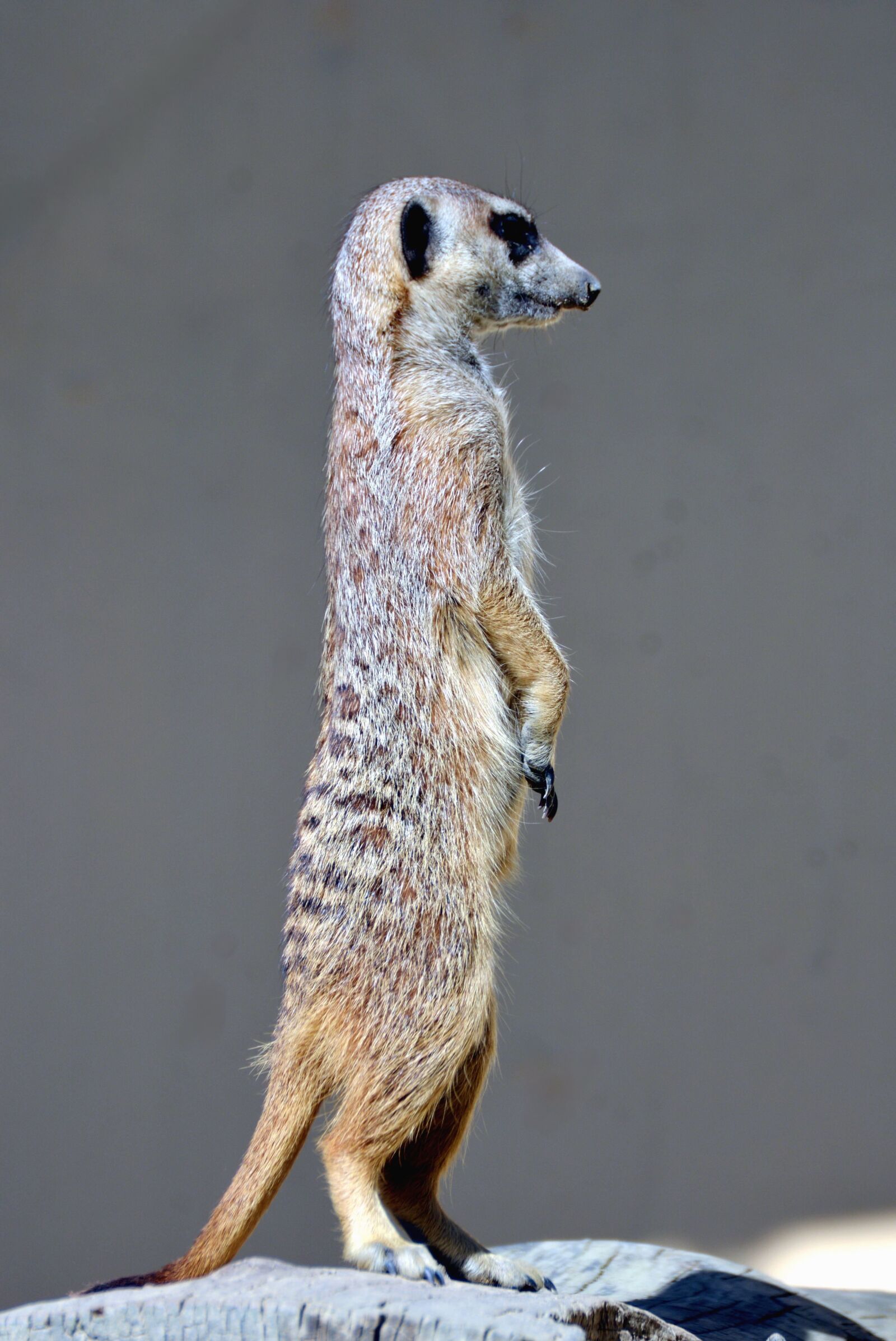 Nikon D5200 sample photo. Animal, fur, cute photography