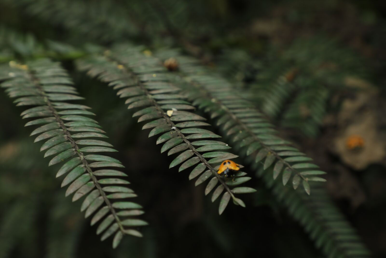 Canon EF 24-105mm F4L IS II USM sample photo. Green, nature, ladybug photography