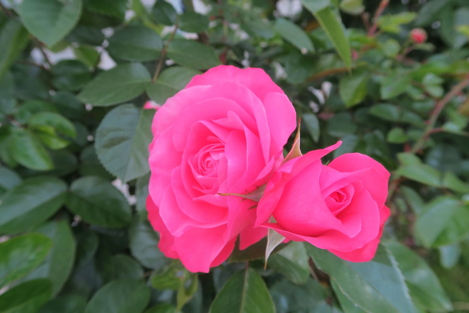 Canon PowerShot G7 X sample photo. Rose, red rose, the photography