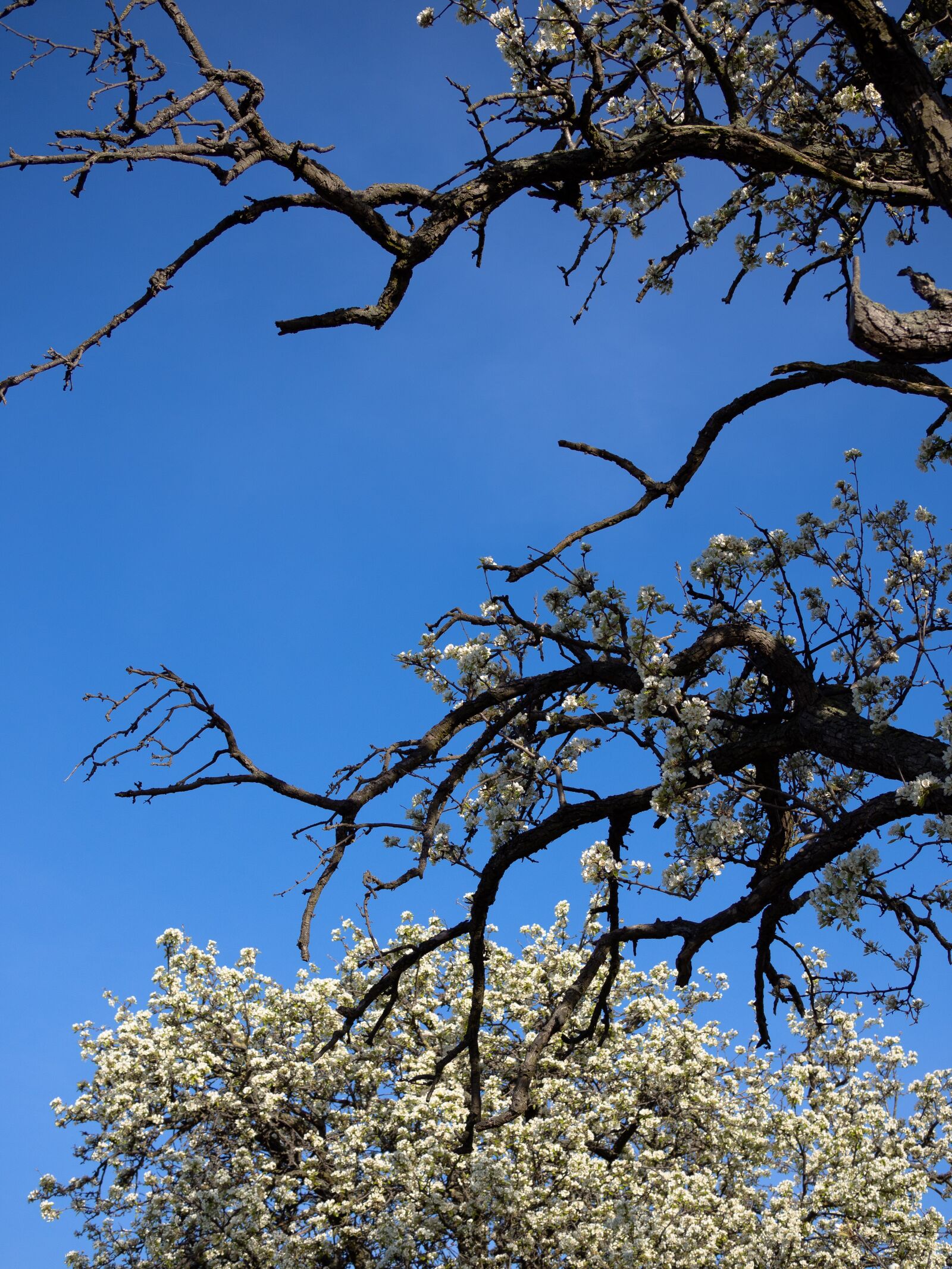 Olympus PEN E-PL9 sample photo. Cherry tree, cherry blossom photography