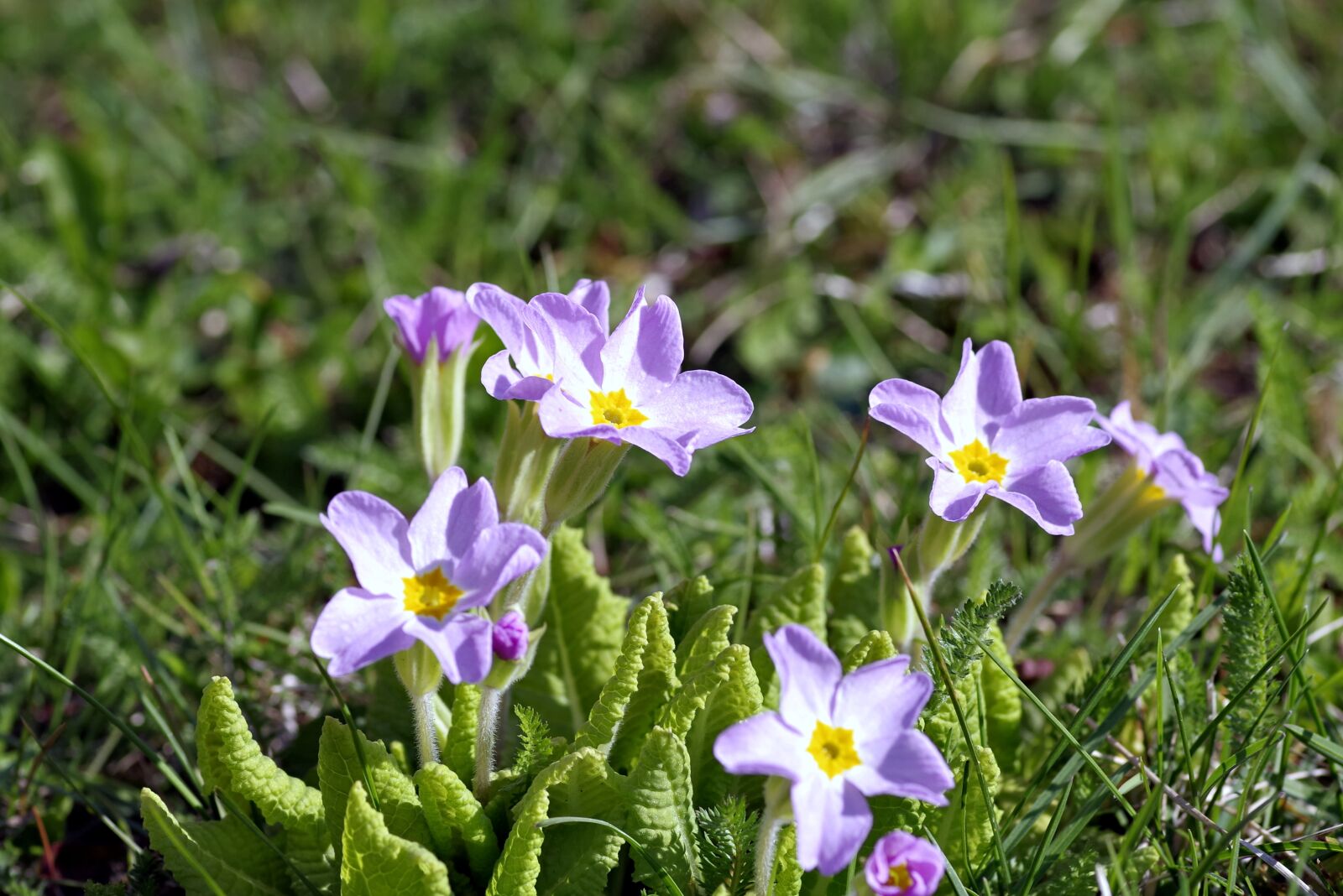 Pentax K-S2 sample photo. Violet, blue, flower photography