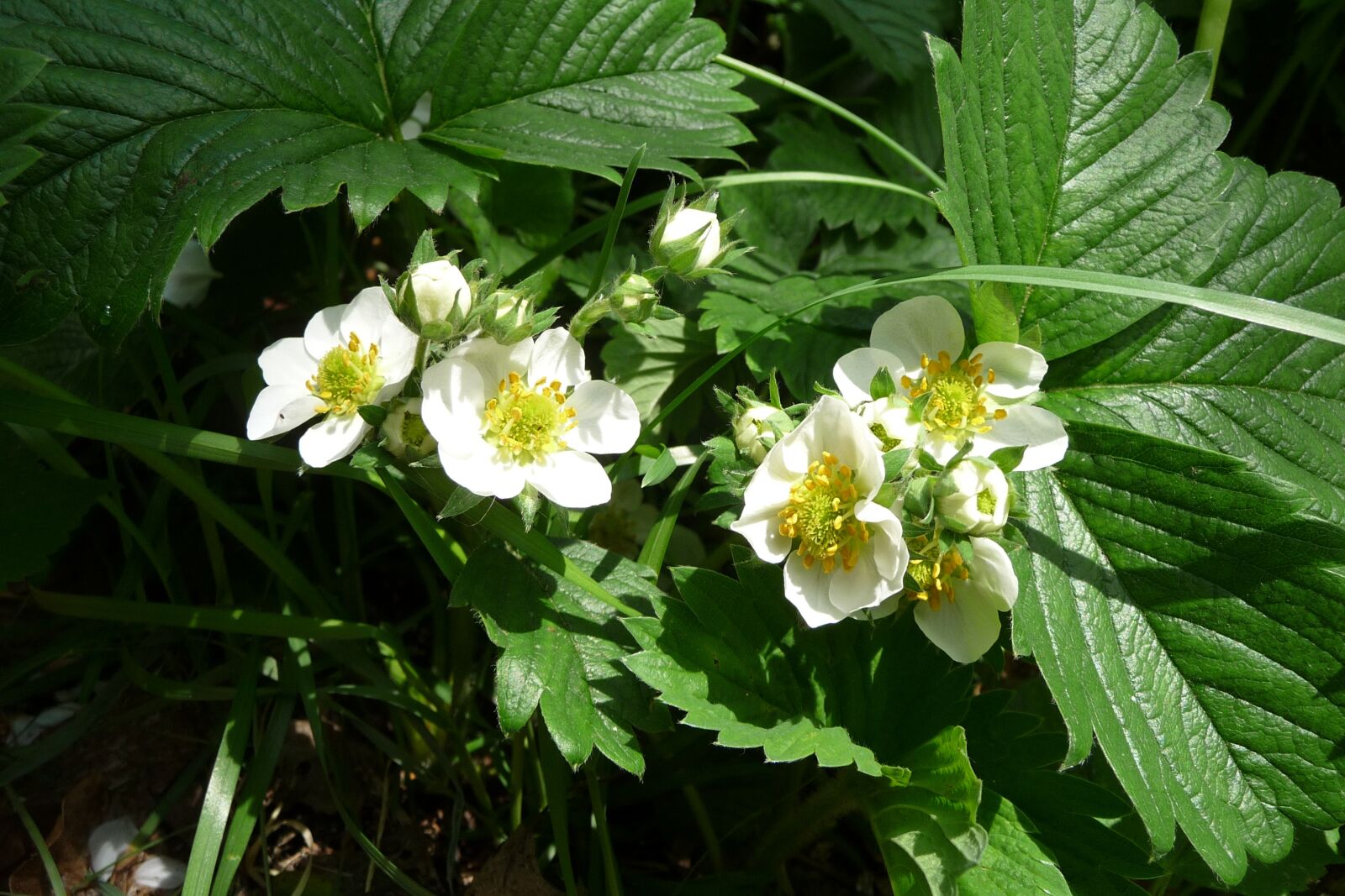 Panasonic Lumix DMC-TZ4 sample photo. Strawberry flowers, strawberry, blossom photography