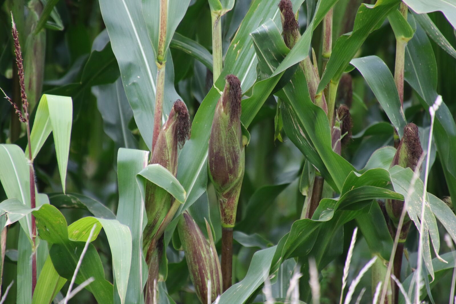 Canon EOS 7D Mark II sample photo. Corn, plant, crop photography
