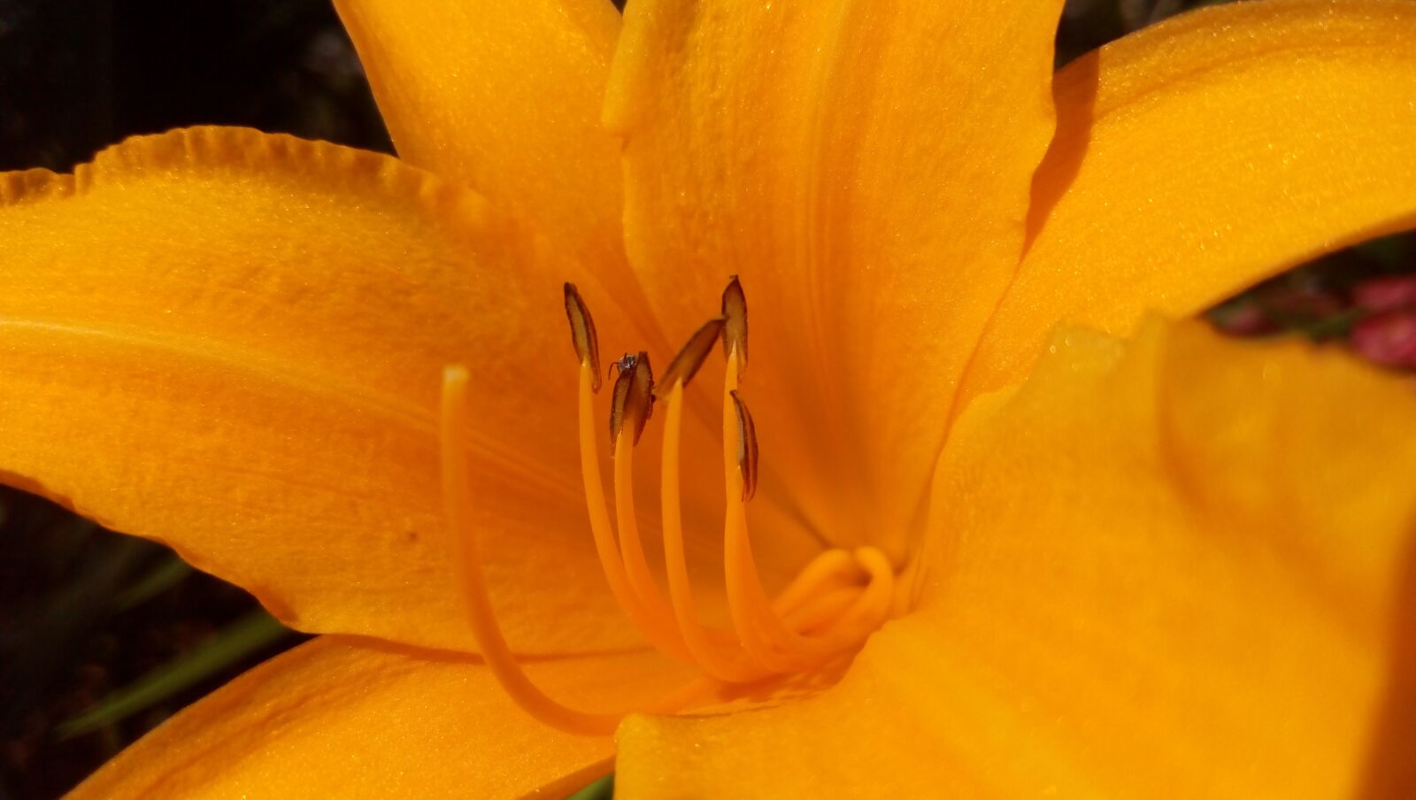 Lenovo P70-A sample photo. Flower, yellow, nature photography