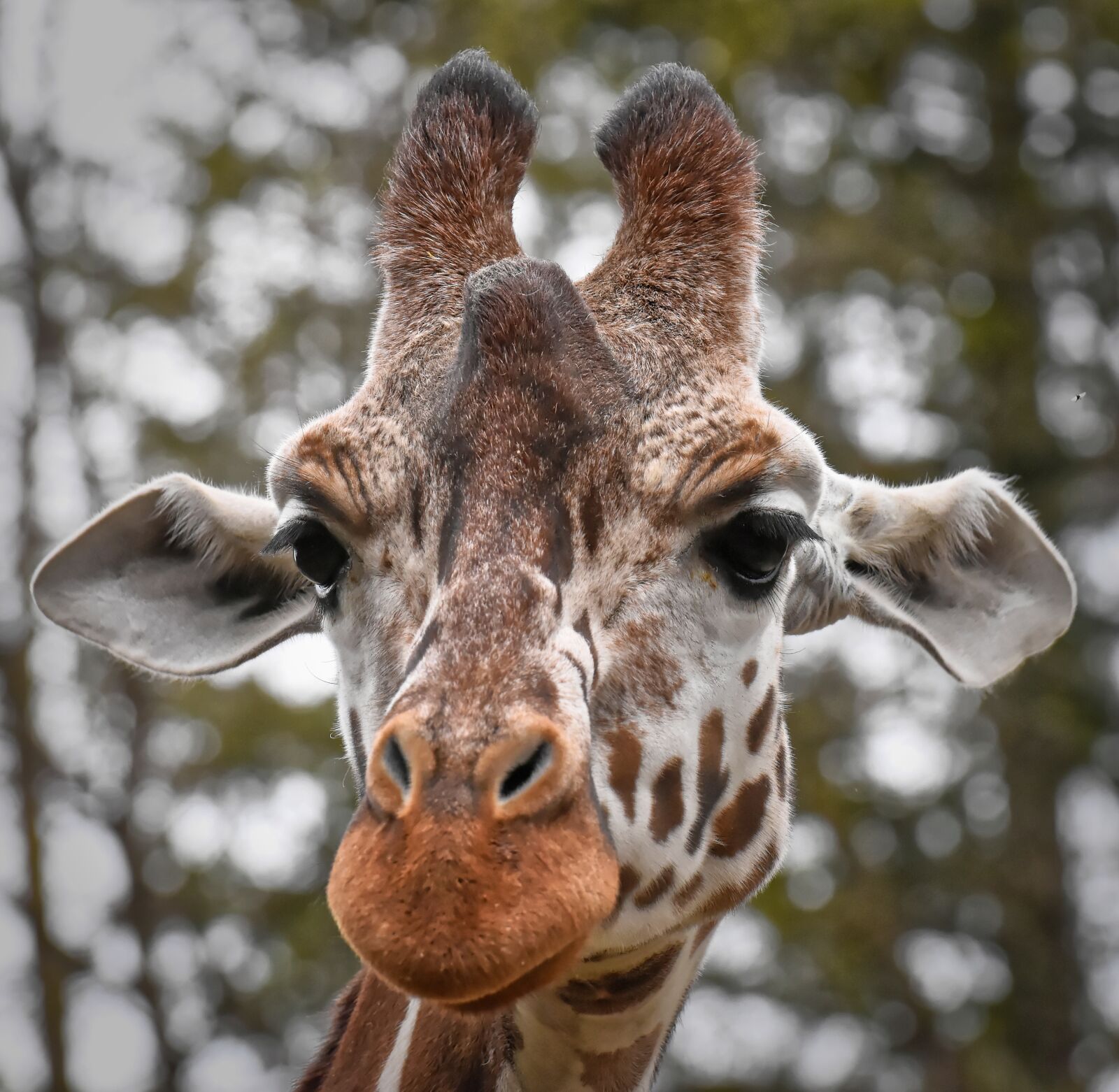 Nikon D7200 sample photo. Giraffe, wild animal, zoo photography