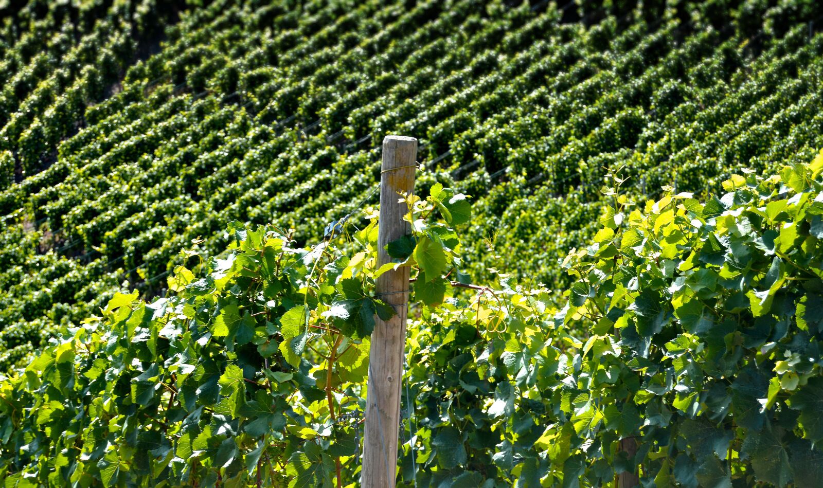 Nikon D3200 sample photo. Vineyard, vine, wine photography