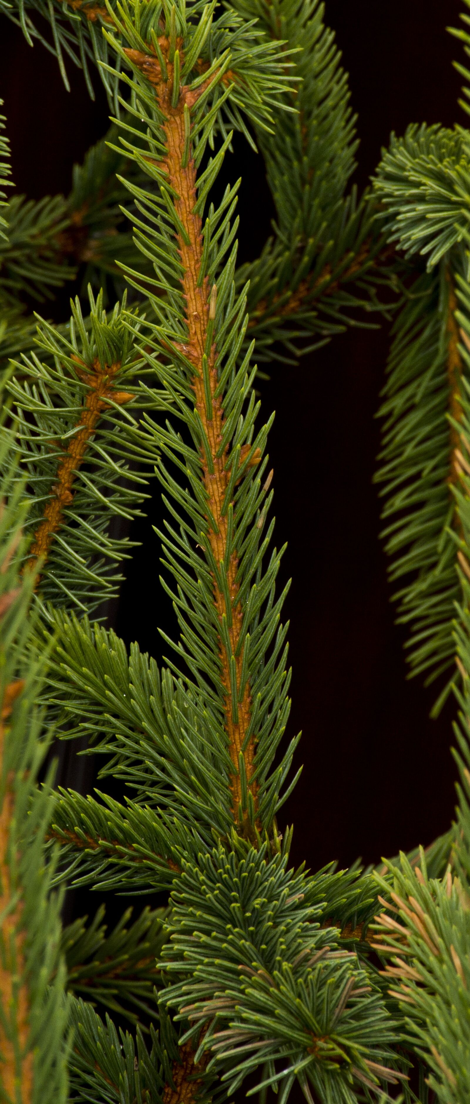 Nikon D7100 sample photo. Pin, green, tree photography