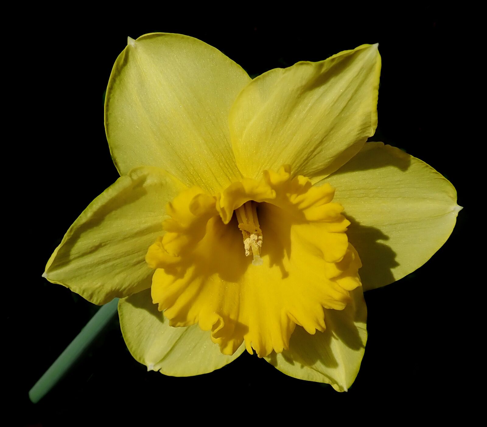 Olympus TG-5 sample photo. Flower, yellow, daffodil photography