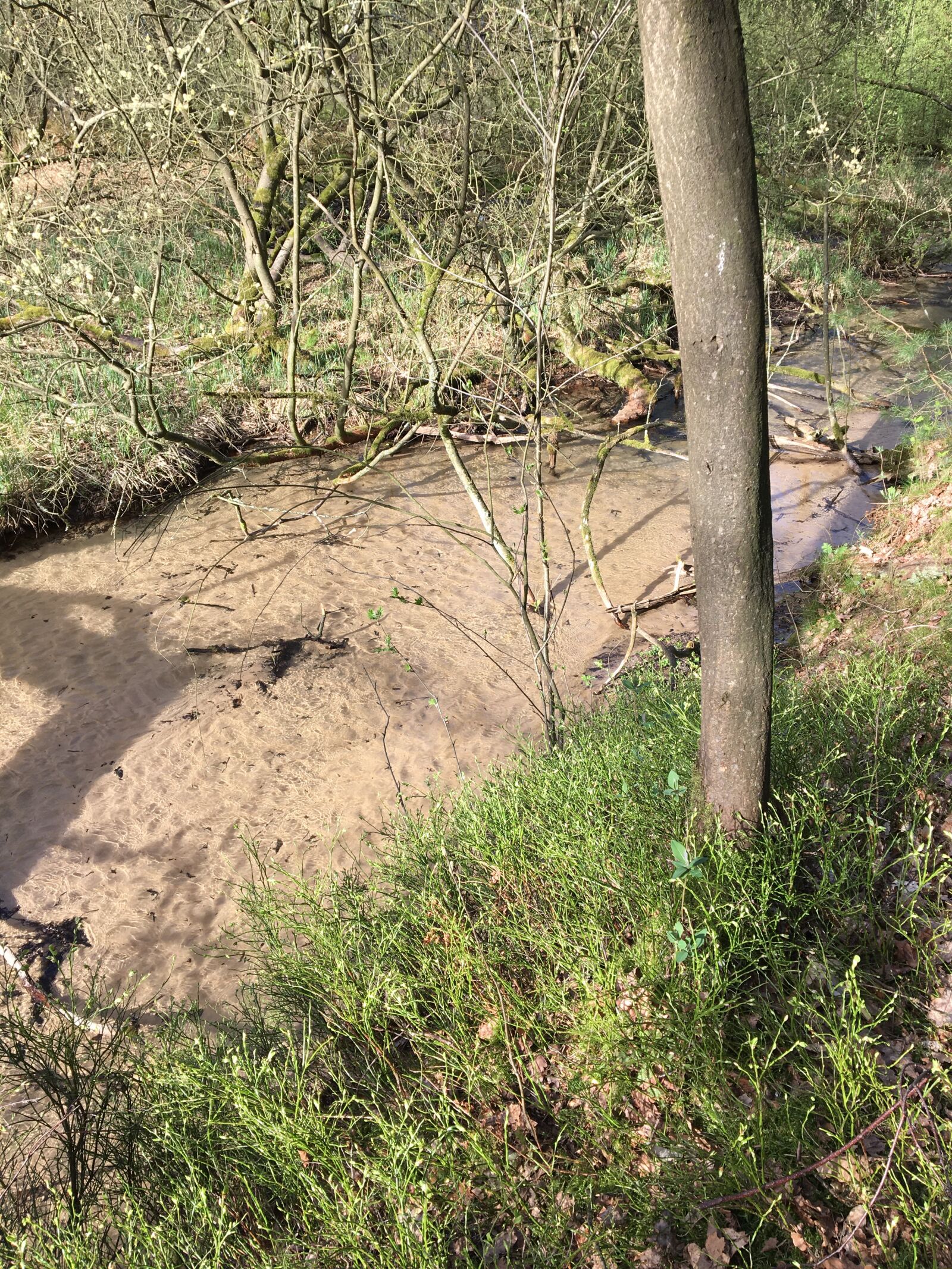 Apple iPhone 6s sample photo. Creek, clear water, nature photography